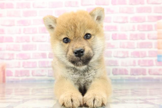 神奈川県の柴犬 (Coo&RIKU横須賀店/2023年9月11日生まれ/女の子/レッド(赤))の子犬