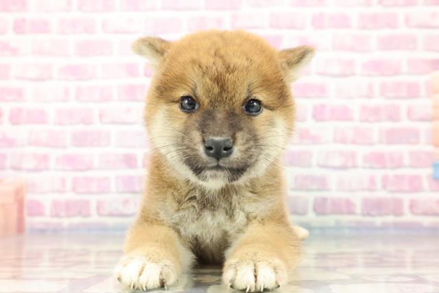 神奈川県の柴犬 (Coo&RIKU藤沢店/2023年9月10日生まれ/男の子/レッド(赤))の子犬