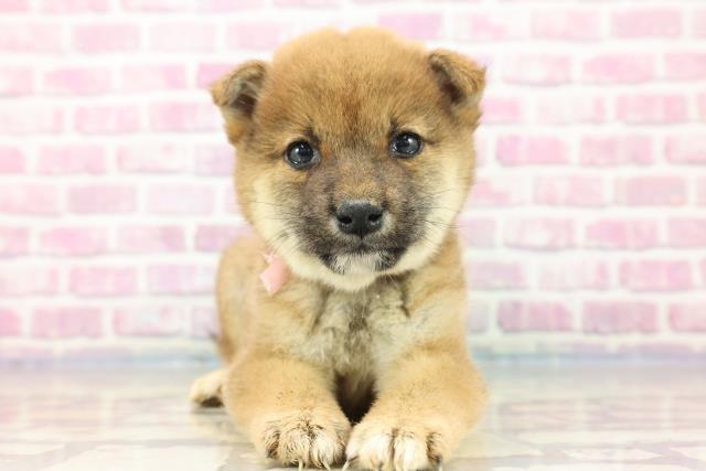 神奈川県の柴犬 (Coo&RIKU相模原店/2023年9月10日生まれ/女の子/レッド(赤))の子犬