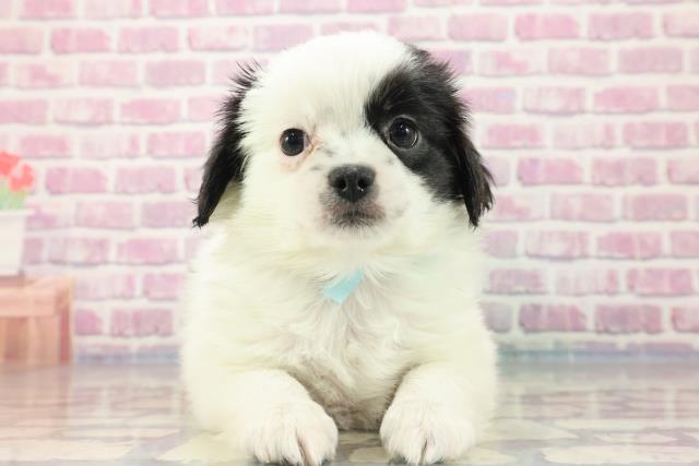 北海道のハーフ犬 (Coo&RIKU旭川店/2023年9月11日生まれ/男の子/ホワイトブラック(白黒))の子犬