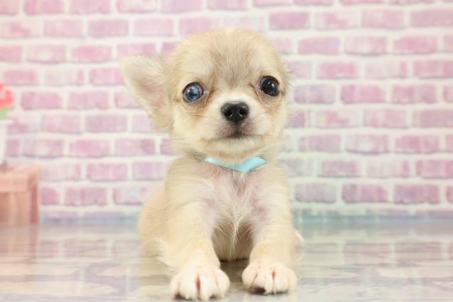 神奈川県のチワワ(ロング) (Coo&RIKU藤沢店/2023年9月8日生まれ/男の子/セーブル)の子犬