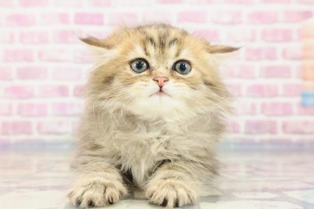 島根県のペルシャ (Coo&RIKU出雲店/2023年9月6日生まれ/女の子/チンチラゴールデン)の子猫