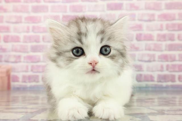 富山県のミヌエット (Coo&RIKU富山店/2023年9月11日生まれ/男の子/シルバータビーホワイト)の子猫