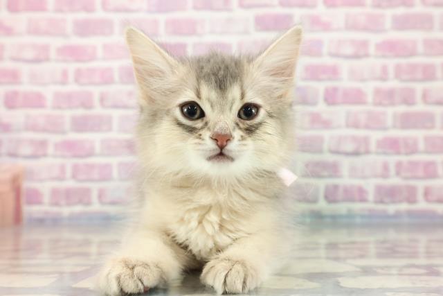 山口県のソマリ (Coo&RIKUサンパークあじす店/2023年9月10日生まれ/女の子/ブルー)の子猫