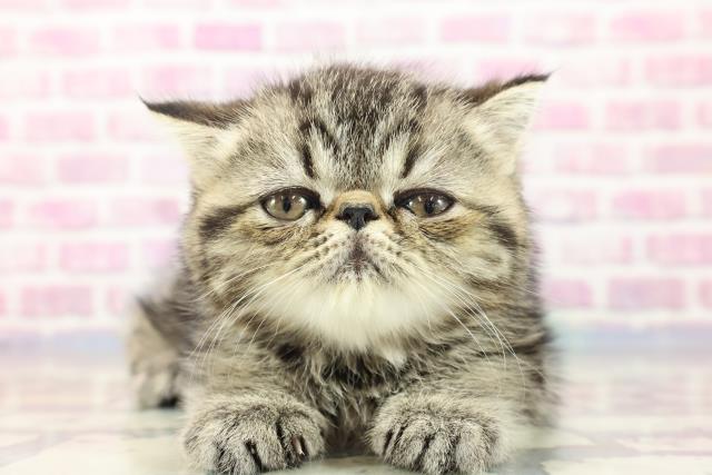 北海道のエキゾチック (Coo&RIKU函館店/2023年9月9日生まれ/男の子/ブラウンタビー)の子猫