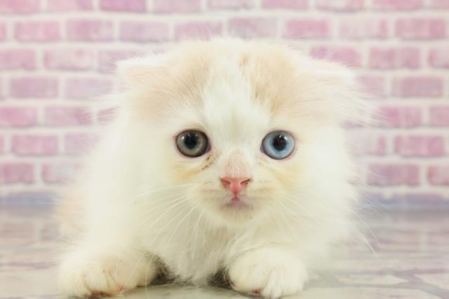 群馬県のスコティッシュフォールド (Coo&RIKUケーヨーデイツー館林店/2023年9月8日生まれ/女の子/クリームホワイト)の子猫