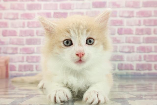 山口県のノルウェージャンフォレストキャット (Coo&RIKUサンパークあじす店/2023年9月12日生まれ/男の子/クリームタビー)の子猫