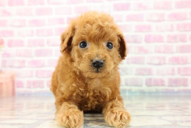 神奈川県のトイプードル (Coo&RIKU長津田店/2023年9月12日生まれ/男の子/アプリコット)の子犬
