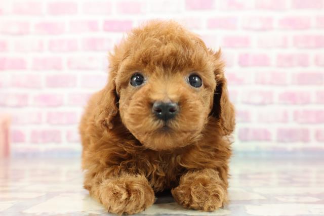 千葉県のトイプードル (Coo&RIKU八街店/2023年9月12日生まれ/男の子/レッド(赤))の子犬