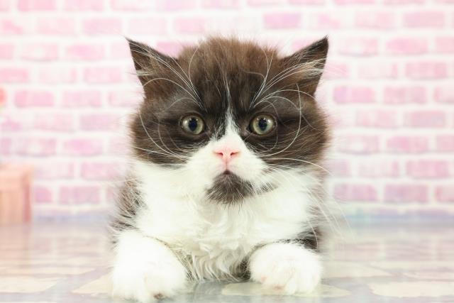 北海道のスコティッシュフォールド (Coo&RIKU函館店/2023年9月9日生まれ/男の子/ブラックホワイト)の子猫