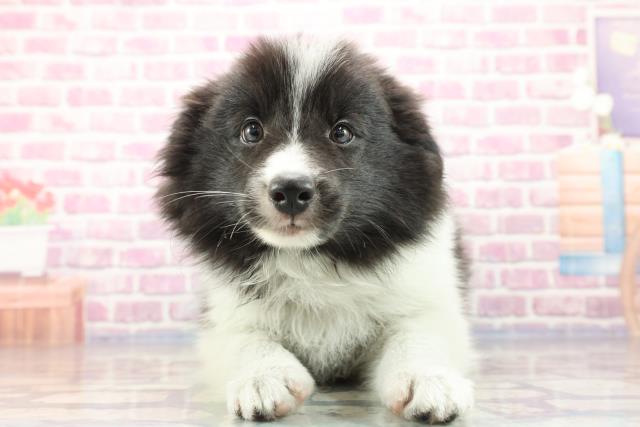 千葉県のハーフ犬 (Coo&RIKU市原店/2023年9月6日生まれ/女の子/ブラックホワイト)の子犬