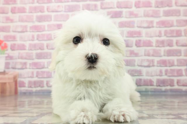 新潟県のマルチーズ (Coo&RIKU長岡店/2023年9月10日生まれ/女の子/ホワイト(白))の子犬