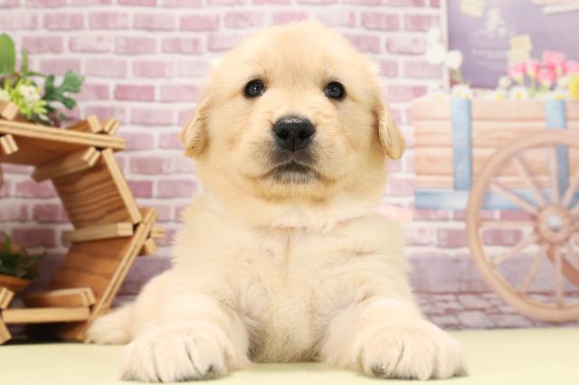 岐阜県のゴールデンレトリバー (Coo&RIKU各務原店/2023年9月12日生まれ/女の子/ゴールデン)の子犬