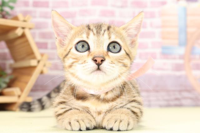 静岡県のジェネッタ (Coo&RIKU藤枝店/2023年9月7日生まれ/女の子/ブラウンスポットタビー)の子猫