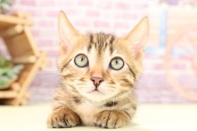 静岡県のジェネッタ (Coo&RIKU富士店/2023年9月7日生まれ/男の子/ブラウンスポットタビー)の子猫