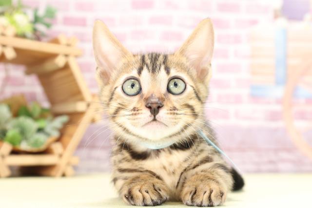 愛知県のジェネッタ (Coo&RIKU豊田店/2023年9月7日生まれ/男の子/ブラウンスポットタビー)の子猫