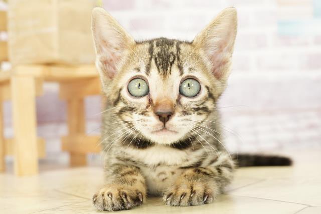 岐阜県のベンガル (Coo&RIKU各務原店/2023年9月5日生まれ/男の子/ブラウンスポットタビー)の子猫
