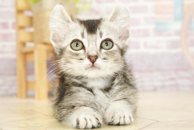 静岡県のアメリカンカール (Coo&RIKU浜松店/2023年9月4日生まれ/男の子/シルバータビー)の子猫