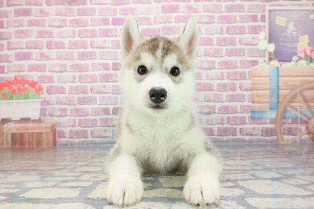山形県のシベリアンハスキー (Coo&RIKU山形店/2023年9月13日生まれ/男の子/シルバーホワイト)の子犬