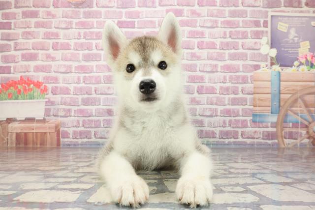 東京都のシベリアンハスキー (Coo&RIKU足立本店/2023年9月13日生まれ/女の子/シルバーホワイト)の子犬