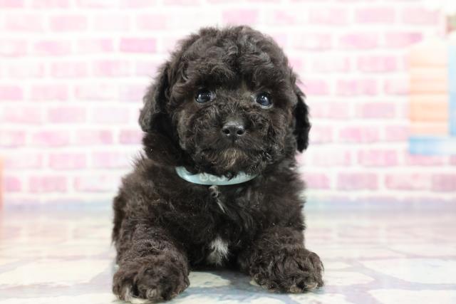 埼玉県のトイプードル (Coo&RIKUアニマルケアセンター大宮/2023年9月10日生まれ/男の子/シルバー)の子犬