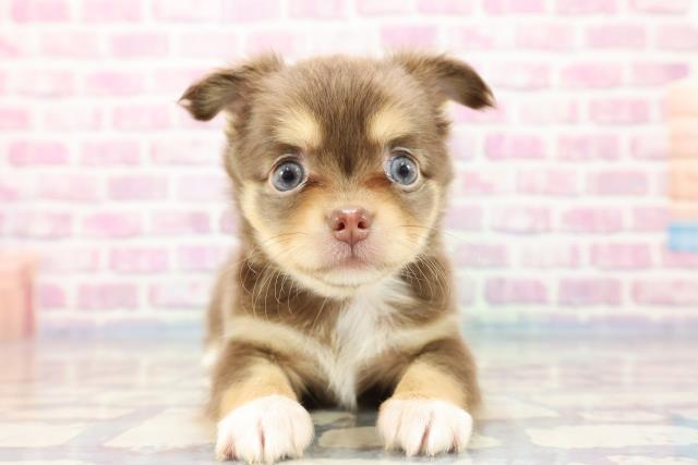 東京都のチワワ(ロング) (Coo&RIKU大久保店/2023年9月13日生まれ/女の子/チョコレートタンホワイト)の子犬