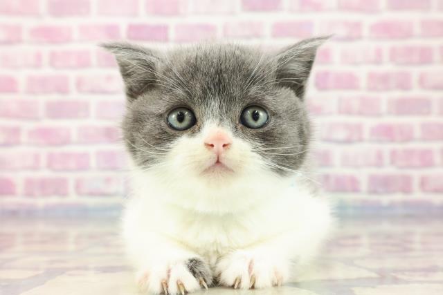 静岡県のブリティッシュショートヘアー (Coo&RIKU藤枝店/2023年9月12日生まれ/男の子/ブルーホワイト)の子猫
