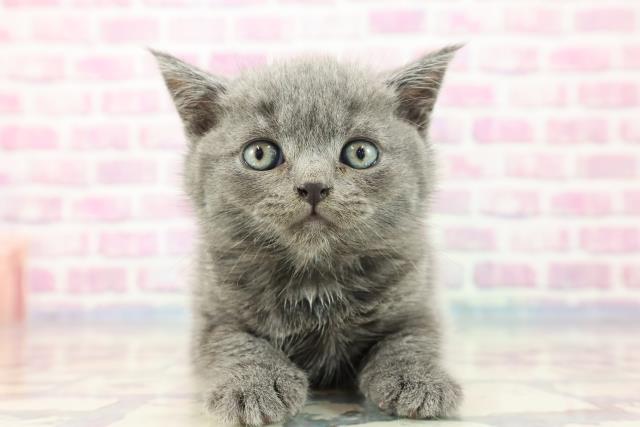 山形県のブリティッシュショートヘアー (Coo&RIKU山形店/2023年9月12日生まれ/男の子/ブルー)の子猫