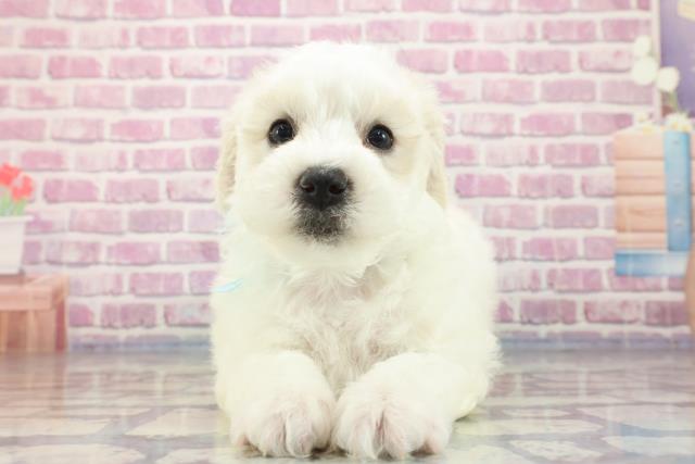 静岡県のビションフリーゼ (Coo&RIKU藤枝店/2023年9月11日生まれ/男の子/ホワイト(白))の子犬