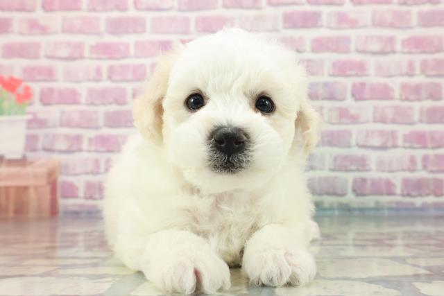 千葉県のビションフリーゼ (Coo&RIKUフレスポ稲毛店/2023年9月11日生まれ/男の子/ホワイト(白))の子犬