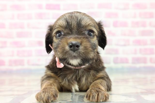 千葉県のチワックス (Coo&RIKU若葉都賀店/2023年9月11日生まれ/女の子/レッド(赤))の子犬