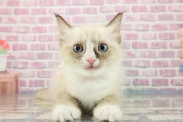 福島県のラグドール (Coo&RIKU福島店/2023年9月13日生まれ/女の子/シールポイントバイカラー)の子猫