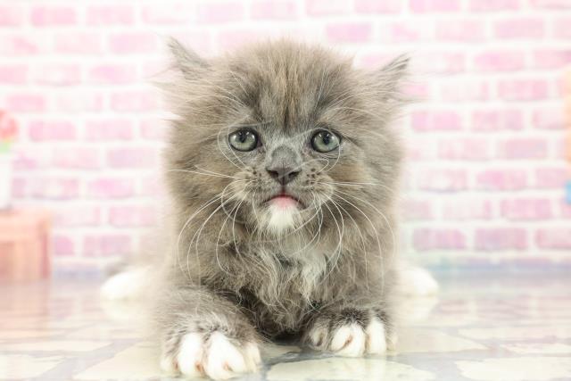 山形県のラガマフィン (Coo&RIKU山形店/2023年9月13日生まれ/女の子/ブルーホワイト)の子猫