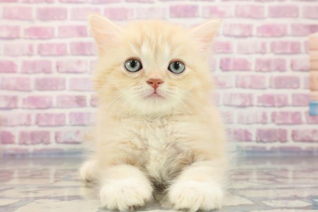 福島県のサイベリアン (Coo&RIKU郡山店/2023年9月13日生まれ/男の子/クリームタビー)の子猫