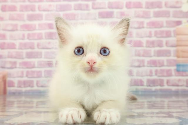 福島県のラグドール (Coo&RIKUいわき店/2023年9月13日生まれ/男の子/ブルーポイントバイカラー)の子猫