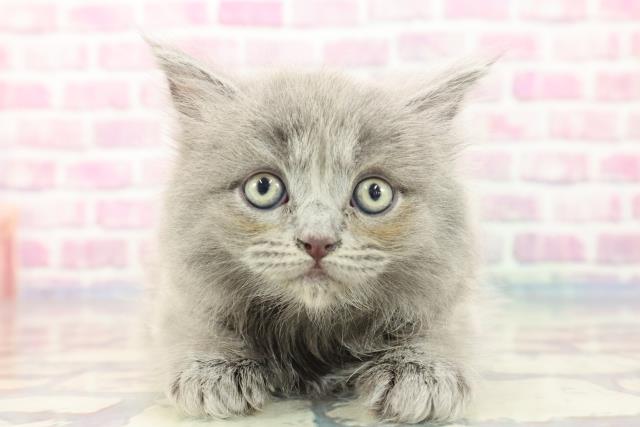 山形県のサイベリアン (Coo&RIKU山形店/2023年9月13日生まれ/女の子/ブルー)の子猫