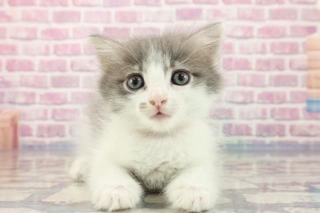 栃木県のサイベリアン (Coo&RIKU足利店/2023年9月13日生まれ/女の子/ブルータビーホワイト)の子猫