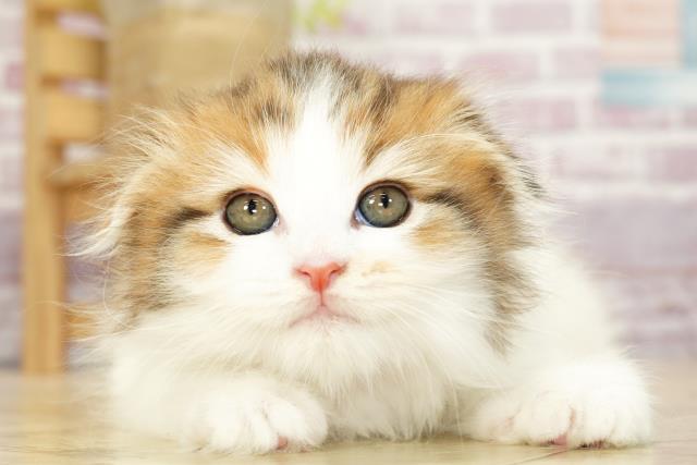 静岡県のスコティッシュフォールド (Coo&RIKU藤枝店/2023年9月13日生まれ/女の子/トービーホワイトバン)の子猫