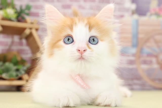 静岡県のノルウェージャンフォレストキャット (Coo&RIKU藤枝店/2023年9月13日生まれ/女の子/レッドタビーホワイト)の子猫