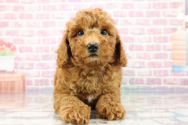 群馬県のトイプードル (Coo&RIKU高崎店/2023年9月13日生まれ/男の子/レッド(赤))の子犬