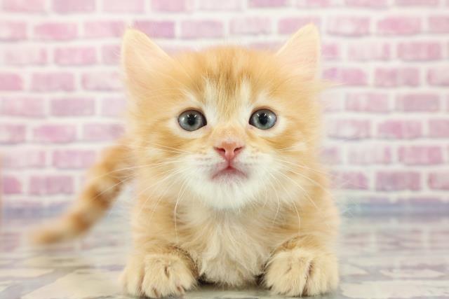 群馬県のミヌエット (Coo&RIKU高崎店/2023年9月11日生まれ/男の子/レッドタビー)の子猫