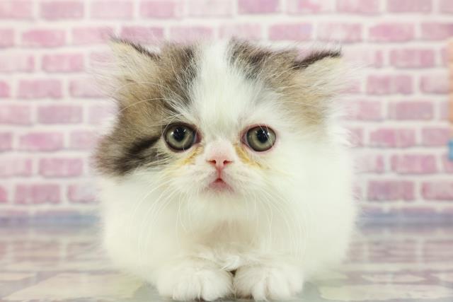 栃木県のミヌエット (Coo&RIKU宇都宮店/2023年9月11日生まれ/女の子/ブラウンタビーホワイトバン)の子猫