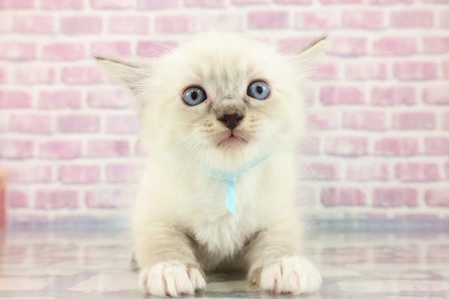 群馬県のラグドール (Coo&RIKU高崎店/2023年9月14日生まれ/男の子/シールポイント)の子猫
