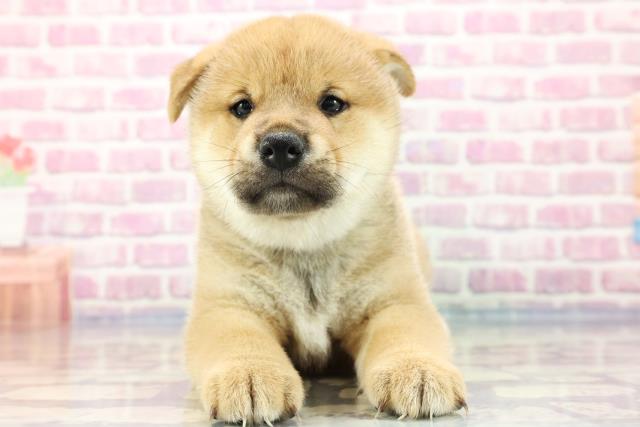 柴犬