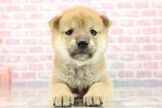 柴犬