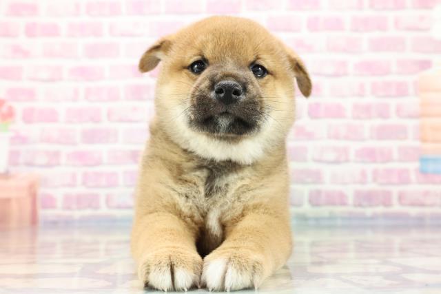 神奈川県の柴犬 (Coo&RIKU横須賀店/2023年9月14日生まれ/女の子/レッド(赤))の子犬