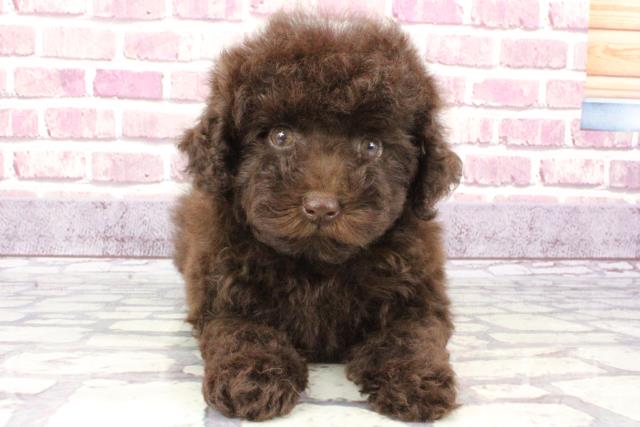 和歌山県のトイプードル (Coo&RIKU和歌山店/2023年9月8日生まれ/女の子/ブラウン(茶))の子犬