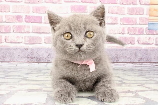 奈良県のブリティッシュショートヘアー (Coo&RIKU天理店/2023年9月14日生まれ/女の子/ブルー)の子猫