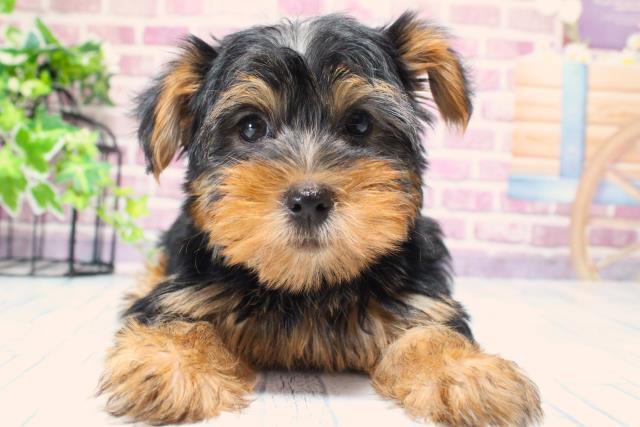 北海道のヨークシャーテリア (Coo&RIKU函館店/2023年9月11日生まれ/男の子/スチールブルータン)の子犬
