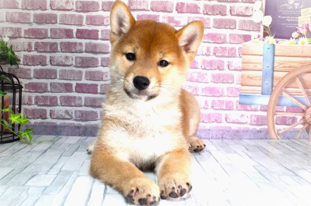 新潟県の柴犬 (Coo&RIKU上越店/2023年9月13日生まれ/男の子/レッド(赤))の子犬